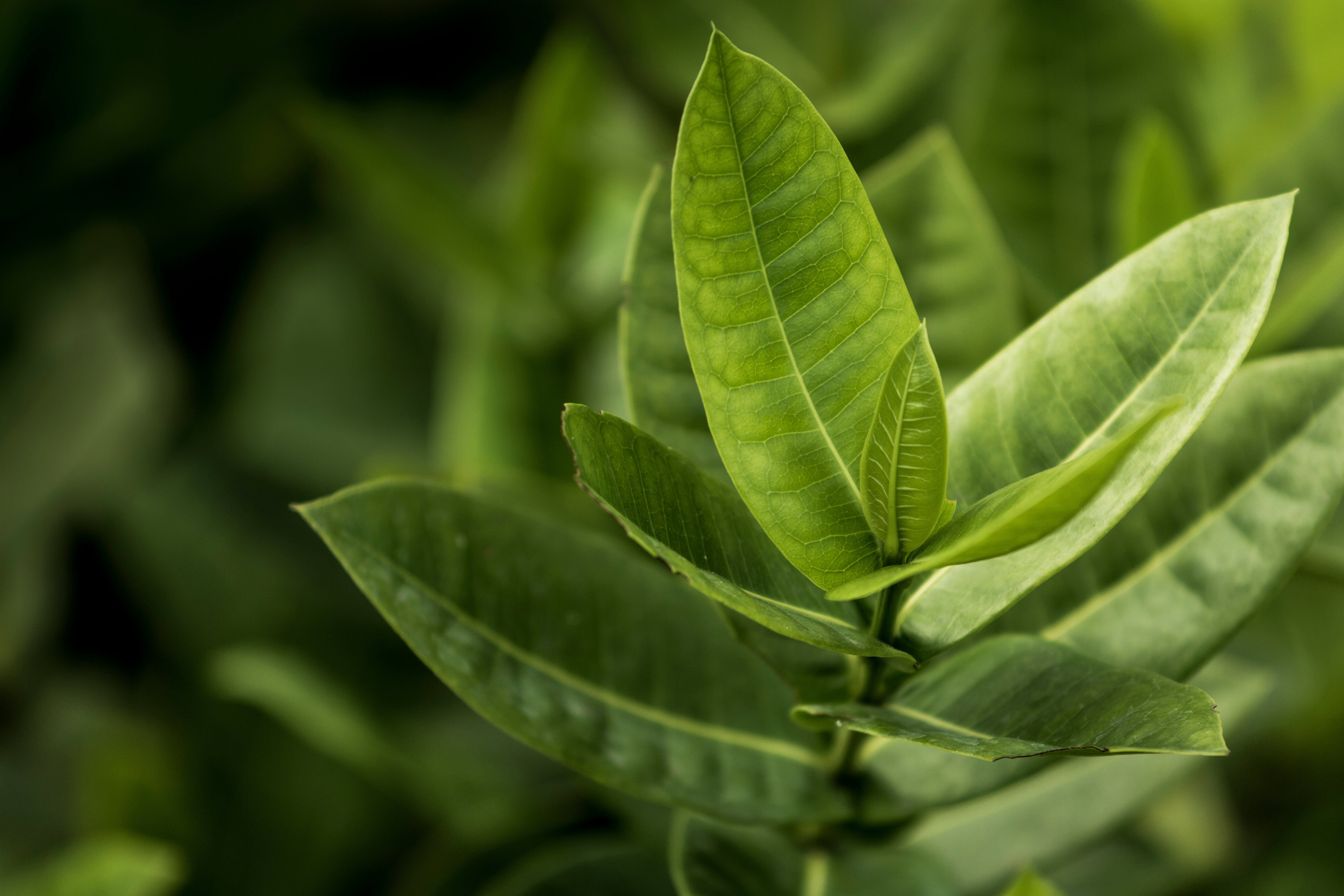 Óleo de Melaleuca: Benefícios para a Pele
