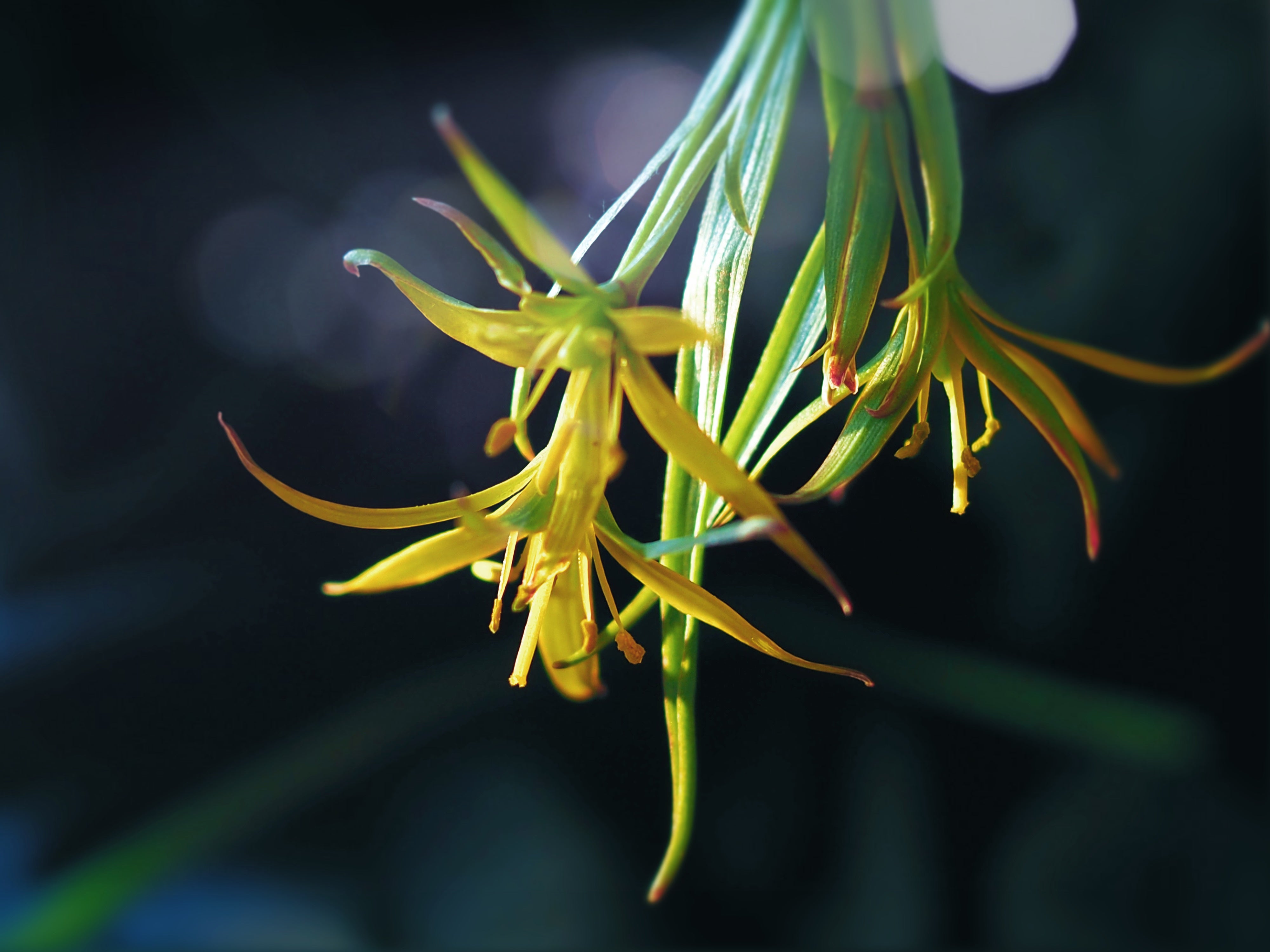 Óleo Essencial de Ylang Ylang: Beleza Natural e Equilíbrio para a Sua Pele