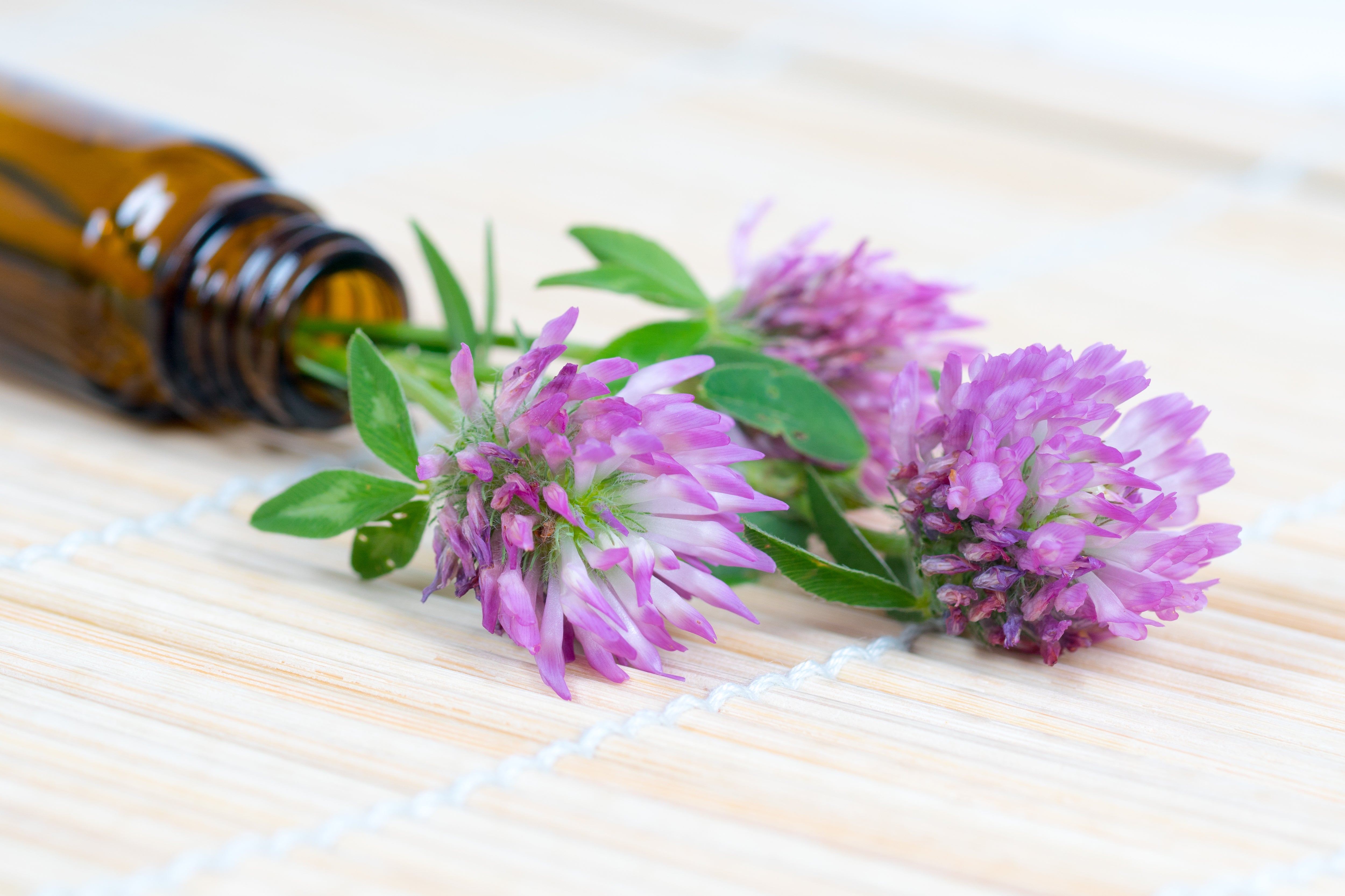 Óleo de Lavanda: Um Aliado Natural para a Saúde e Beleza da Pele