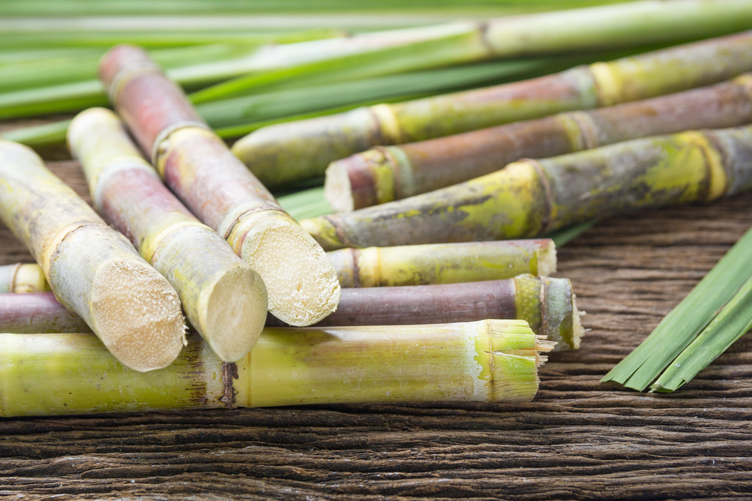 Esqualano Vegetal: O Hidratante Inteligente e Sustentável para sua Pele